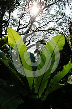 Beautiful ferns leaves green foliage natural floral fern background