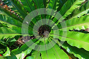 Beautiful ferns leaves green foliage natural floral fern background