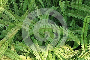 Beautiful ferns leaves green foliage natural floral fern background