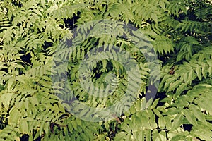 Beautiful ferns leaves, green foliage, natural floral fern background