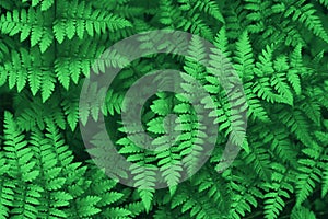 Beautiful ferns leaves green foliage natural floral fern background