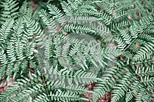 Beautiful ferns leaves, green foliage natural, floral fern background