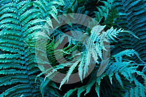 Beautiful ferns leaves green foliage natural floral fern background in darkness. Mysterious background of strange color.