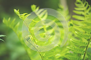 Beautiful ferns leaves green foliage. natural floral fern background in spring