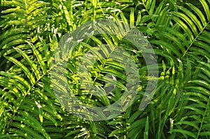 Beautiful ferns leaves green foliage natural floral fern background in sunlight.