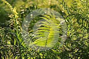 Beautiful ferns leaves green foliage natural floral fern background in sunlight.