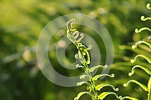 Beautiful ferns leaves green foliage natural floral fern background in sunlight.