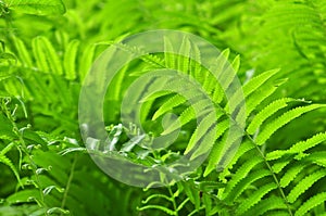 Beautiful ferns leaves green foliage natural floral fern background in sunlight.