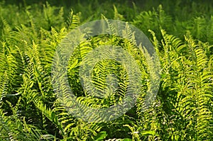 Beautiful ferns leaves green foliage natural floral fern background in sunlight.