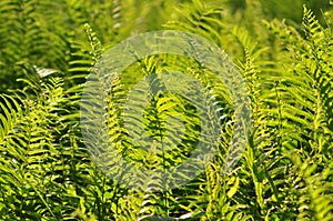 Beautiful ferns leaves green foliage natural floral fern background in sunlight.