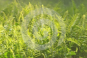 Beautiful ferns leaves green foliage natural floral fern background in sunlight.