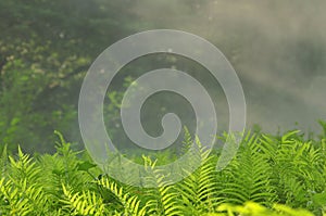 Beautiful ferns leaves green foliage natural floral fern background in sunlight.