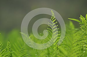 Beautiful ferns leaves green foliage natural floral fern background in sunlight.