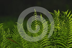 Beautiful ferns leaves green foliage natural floral fern background in sunlight.