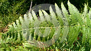 Beautiful ferns leaves green foliage natural floral fern background in sunlight