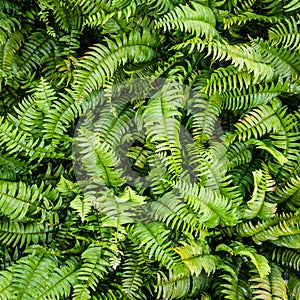 Beautiful ferns leaves green foliage natural floral fern background in sunlight