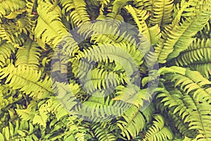 Beautiful ferns leaves green foliage natural floral fern background in sunlight