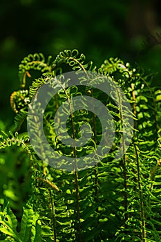 Beautiful ferns leaves green foliage natural floral fern background in sunlight. Closeup Of Fresh Green Young Wild Ferns