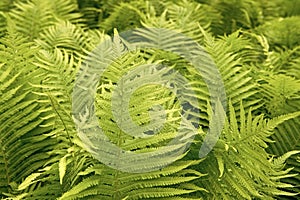 Beautiful ferns leaves green foliage nature. Floral fern background. Ferns leaves green foliage. Tropical leaf. Exotic