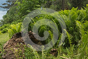 Beautiful ferns leaves green foliage nature. Floral fern background. Ferns leaves green foliage. Tropical leaf. Exotic forest