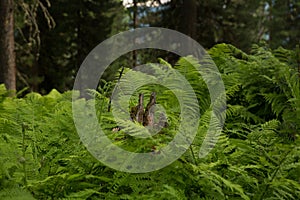 Beautiful ferns leaves green foliage nature. Floral fern background. Ferns leaves green foliage. Tropical leaf. Exotic forest