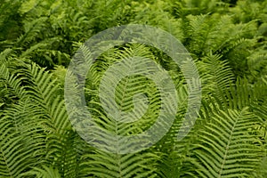 Beautiful ferns leaves green foliage nature. Floral fern background. Ferns leaves green foliage. Tropical leaf. Exotic forest