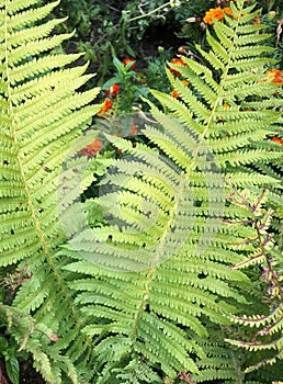 Beautiful ferns leaves Rain drops on fern leaves, natural background,Green Black Texture