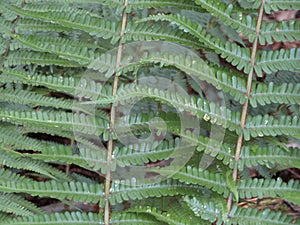 Beautiful ferns of nice color and very moist photo