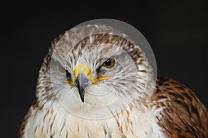 A beautiful Ferruginous Hawk