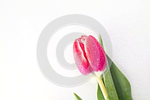 Beautiful red Tulip with rain drops on background