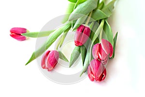 Beautiful bouquet red Tulip with rain drops on white background