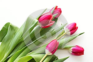 Beautiful bouquet red Tulip with rain drops on white background