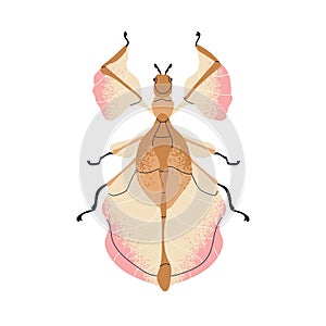 Beautiful fictional beetle. Whimsical bug species. Wonderful delicate insect with gentle wings, top view. Abstract