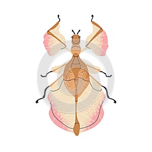 Beautiful fictional beetle. Whimsical bug species. Wonderful delicate insect with gentle wings, top view. Abstract photo