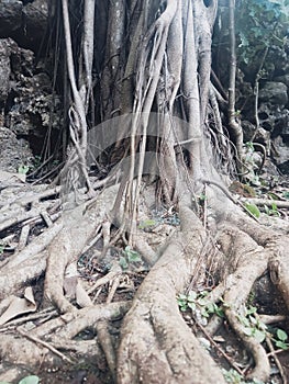 Beautiful Ficus aurea from Indonesia