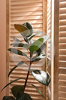 Beautiful Ficus elastica plant near folding screen