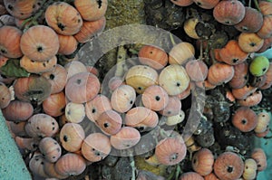 The beautiful Ficus Sycomorus in farmland