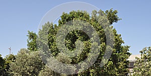 The beautiful Ficus Sycomorus in farmland