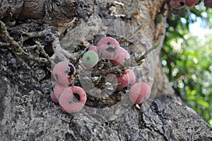 The beautiful Ficus Sycomorus in farmland