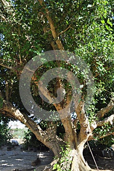 The beautiful Ficus Sycomorus in farmland