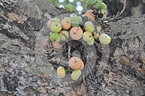 The beautiful Ficus Sycomorus in farmland