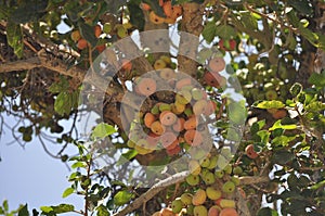 The beautiful Ficus Sycomorus in farmland