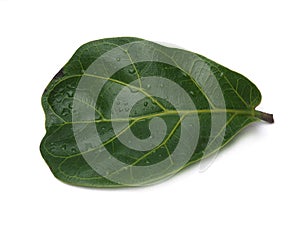 Beautiful fiddle leaf . Air-filtering Houseplant. photo