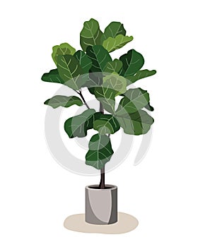 Beautiful fiddle leaf tree in ceramic pot on white background. Ficus Lyrata vector illustration. Stylish houseplant photo