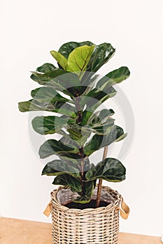 Beautiful fiddle leaf tree in rustic pot on white background.Ficus Lyrata. Fresh new green leaves growing from fig tree. Copy photo