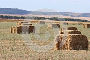 Beautiful field with alpacas straw cereal packages animal feed photo