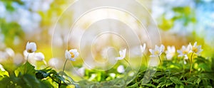 Beautiful field of anemone wild flowers in sunlight. Spring forest nature landscape with fresh windflowers outdoors.