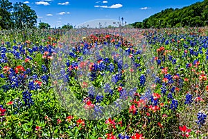 A Beautiful Field Blanketed with the Famous Bright Blue Texas Bluebonnet and Bright Orange Indian Paintbrush photo