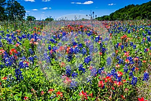 A Beautiful Field Blanketed with the Famous Bright Blue Texas Bluebonnet and Bright Orange Indian Paintbrush photo