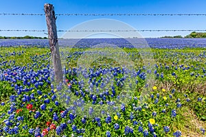 A Beautiful Field Blanketed with the Famous Texas Bluebonnets